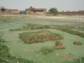 Dye Industry